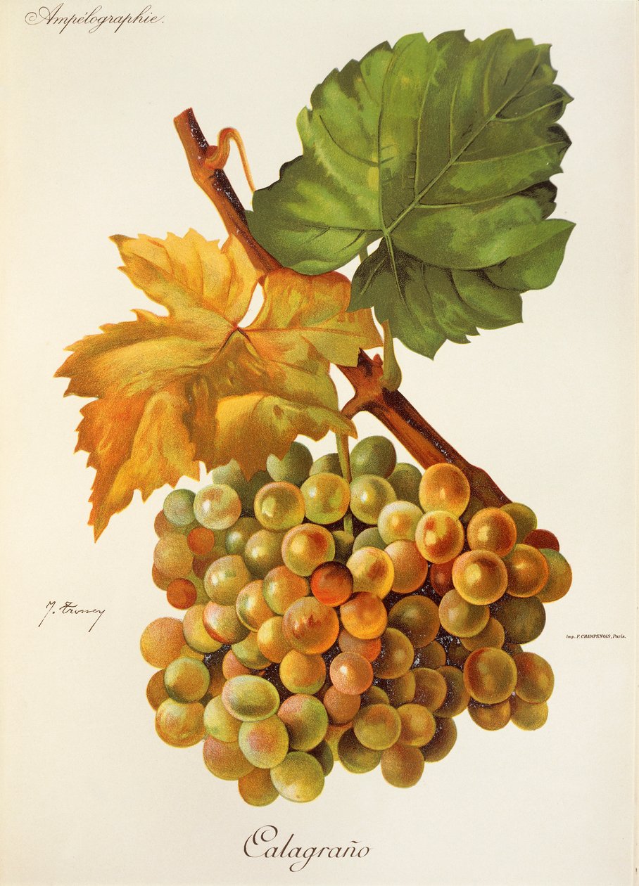 Hrozen Calagrano od J. Troncyho od Jules Troncy