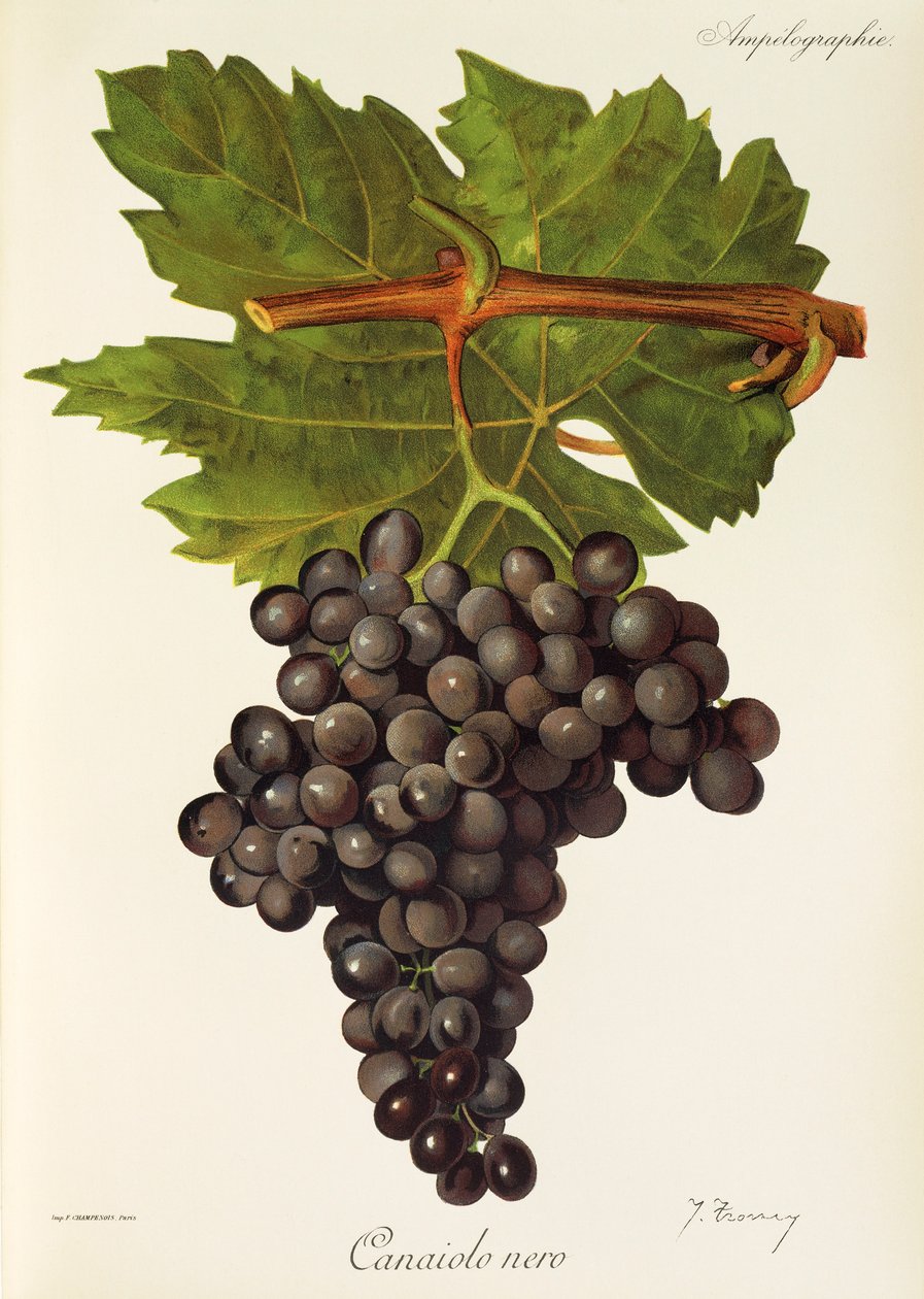 Hrozna Canaiolo Nero od J. Troncyho od Jules Troncy