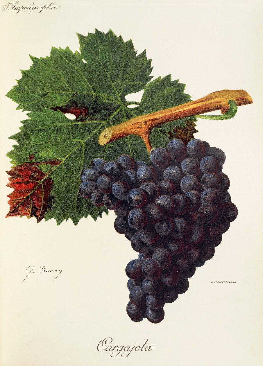 Hrozna Cargajola od J. Troncyho od Jules Troncy