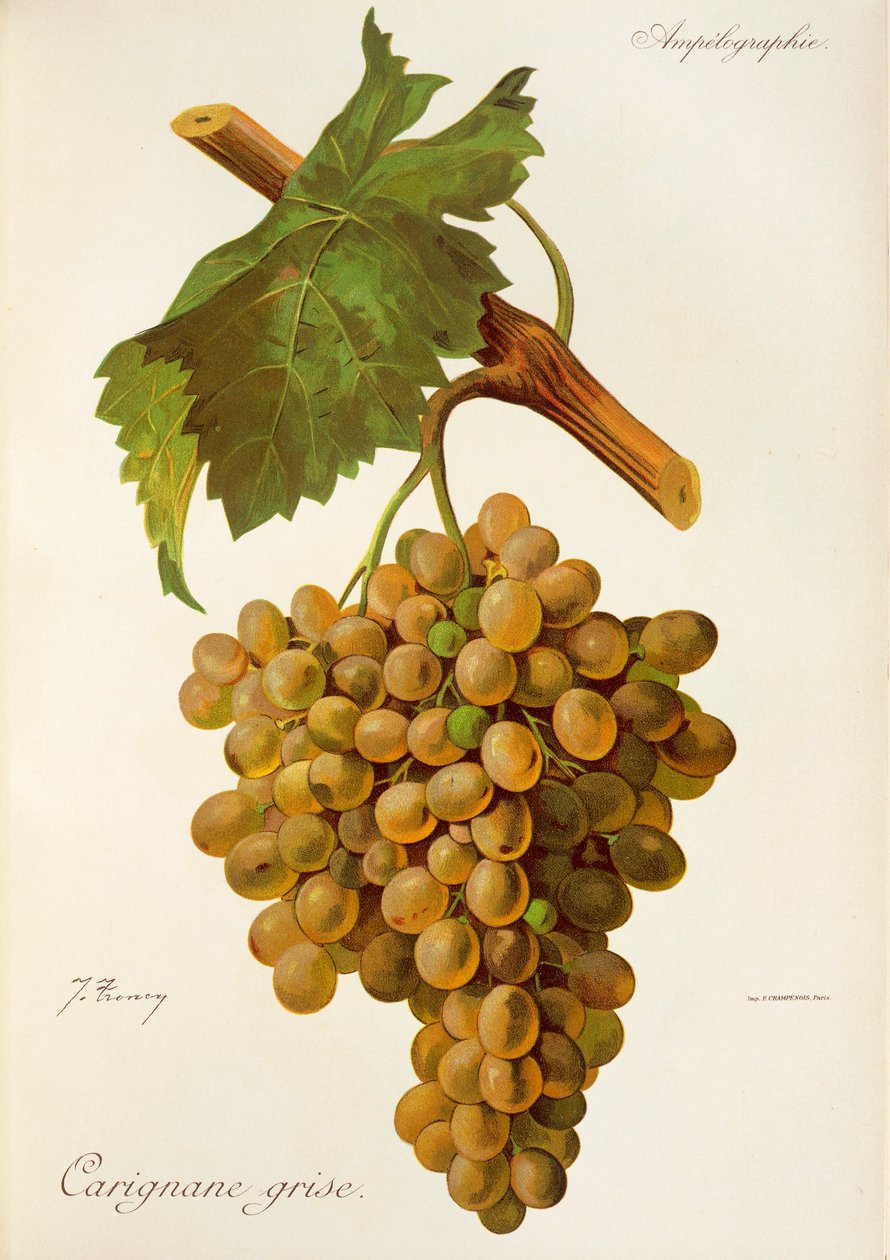 Hrozna Carignane Grise od J. Troncyho od Jules Troncy