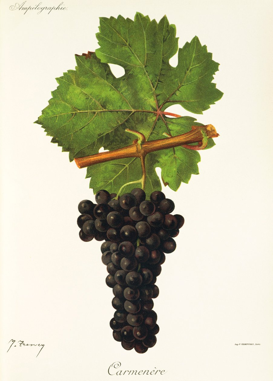 Hrozna Carmenere od J. Troncyho od Jules Troncy