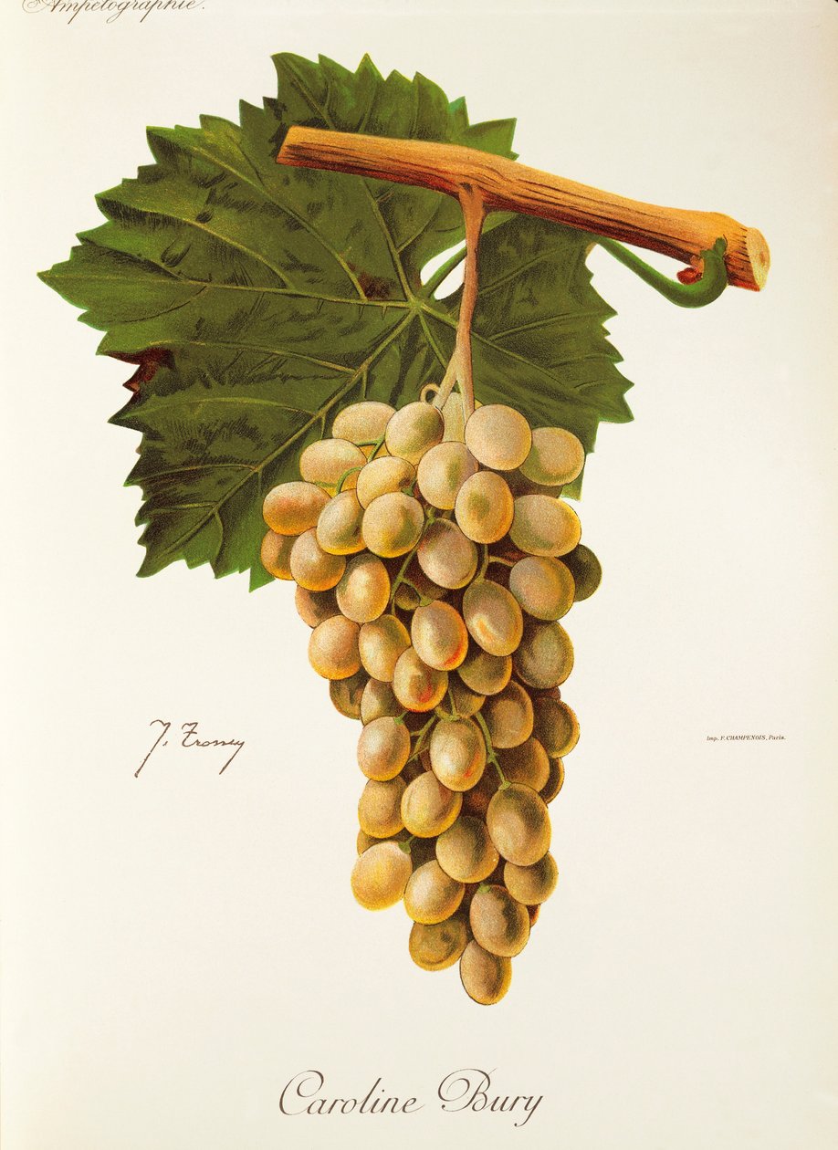 Hrozna Caroline Bury od J. Troncyho od Jules Troncy