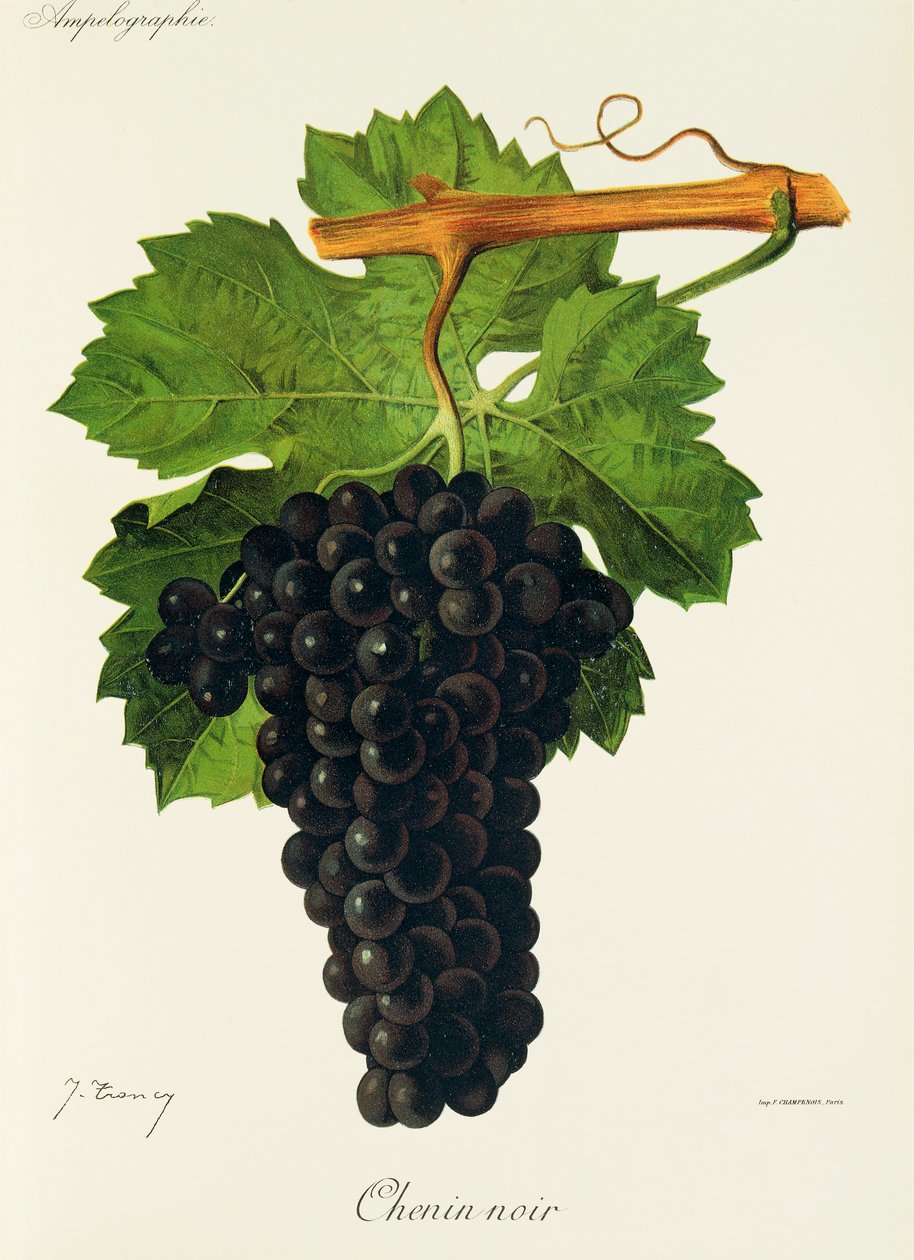 Hrozna Chenin Noir od J. Troncyho od Jules Troncy