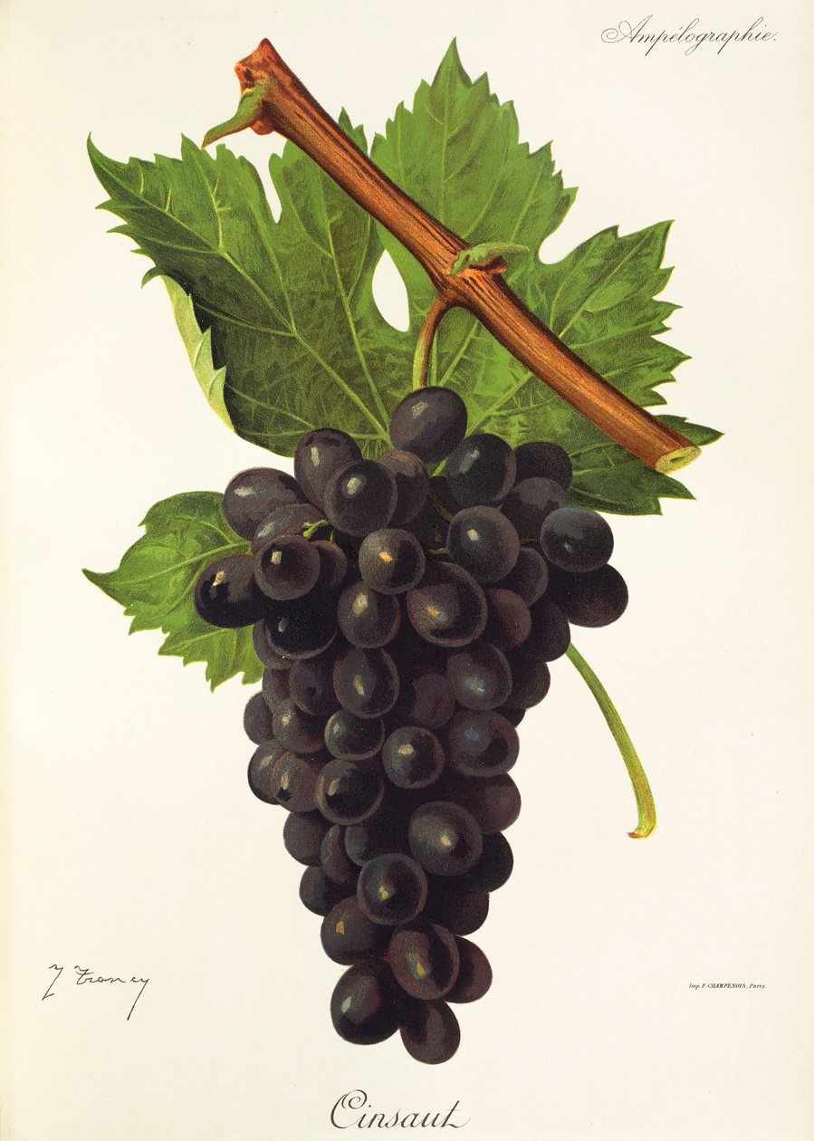 Hrozen Cinsaut od J. Troncyho od Jules Troncy