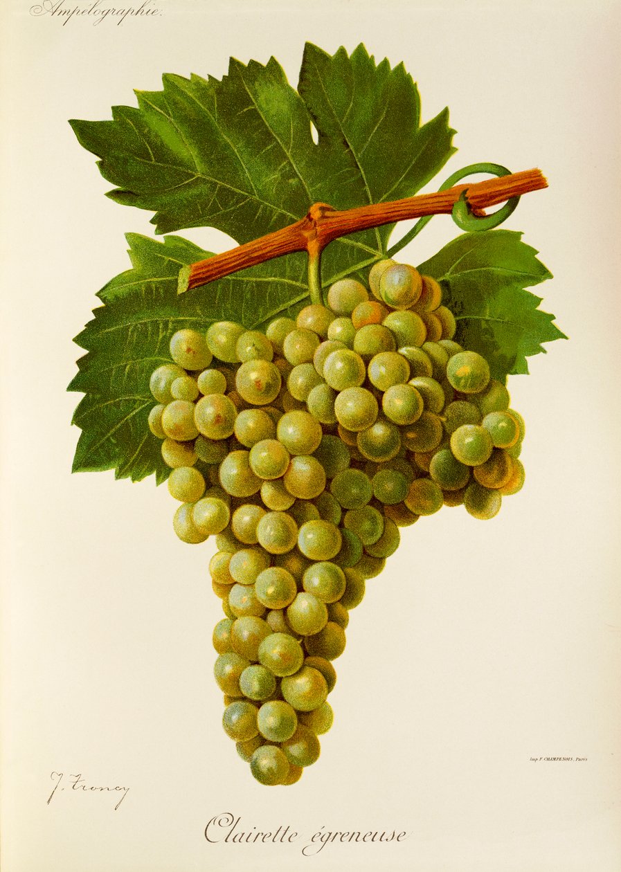 Hrozna Clairette Egreneuse od J. Troncyho od Jules Troncy