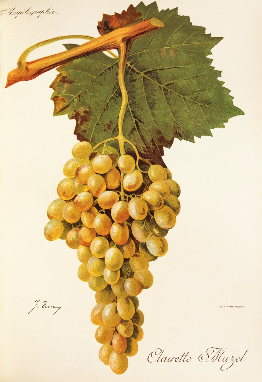 Hrozna Clairette Mazel od J. Troncyho od Jules Troncy