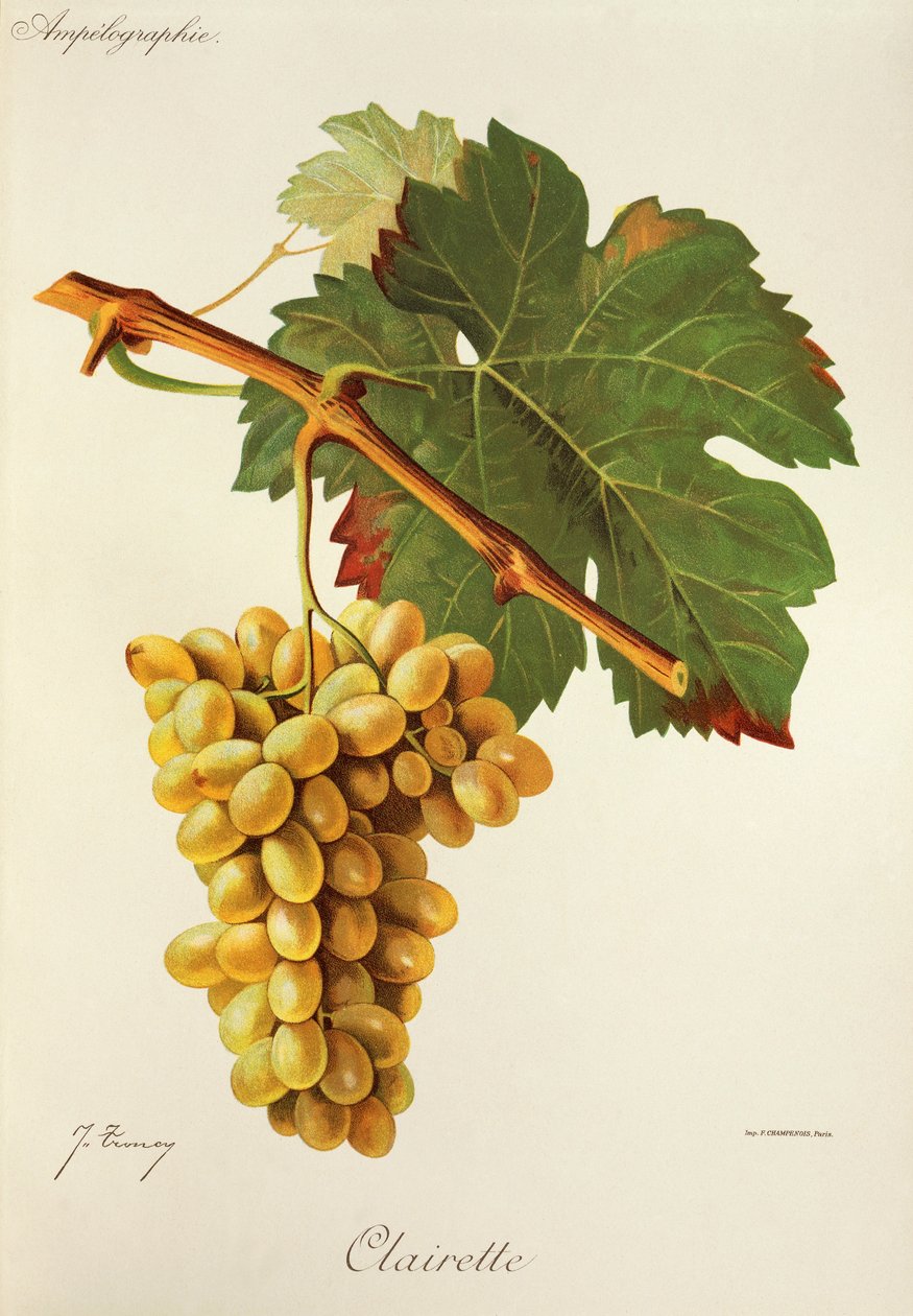 Hrozen Clairette od J. Troncyho od Jules Troncy
