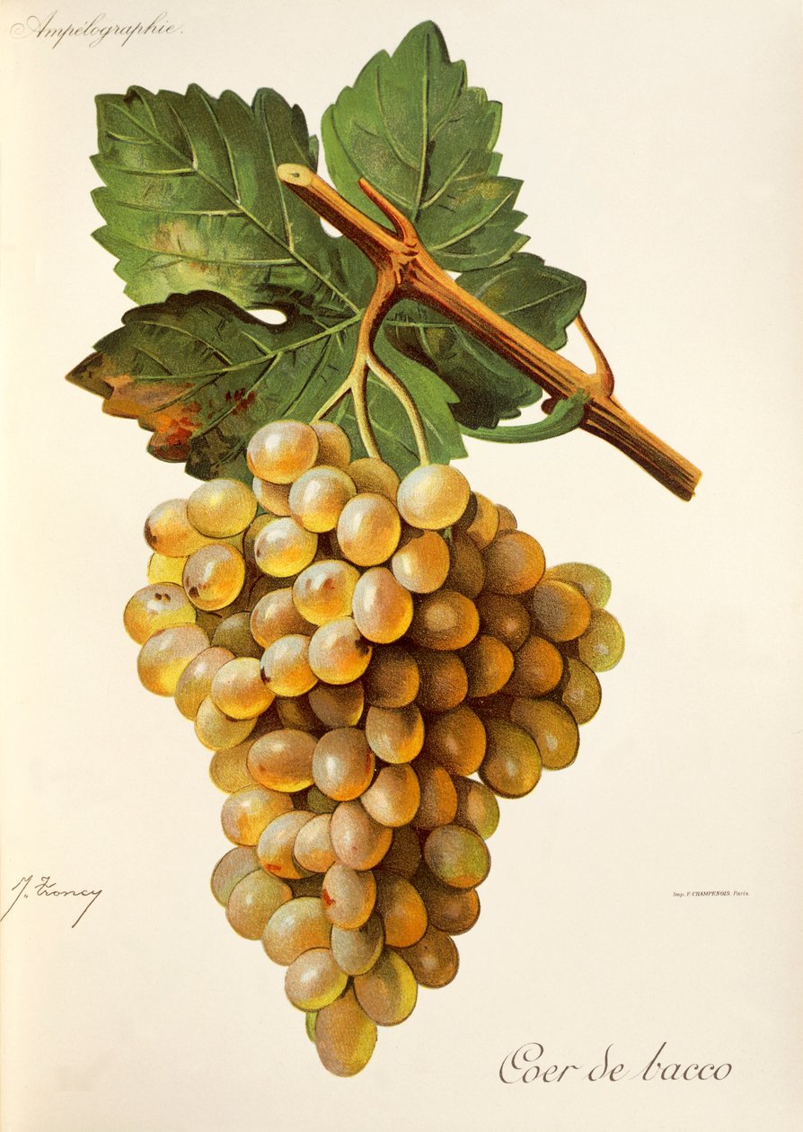 Hrozna Coer de Bacco od J. Troncyho od Jules Troncy