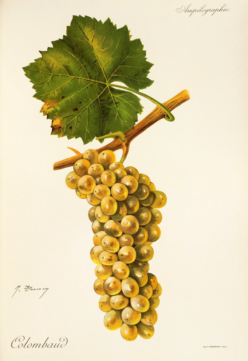 Hrozna Colombaud od J. Troncyho od Jules Troncy