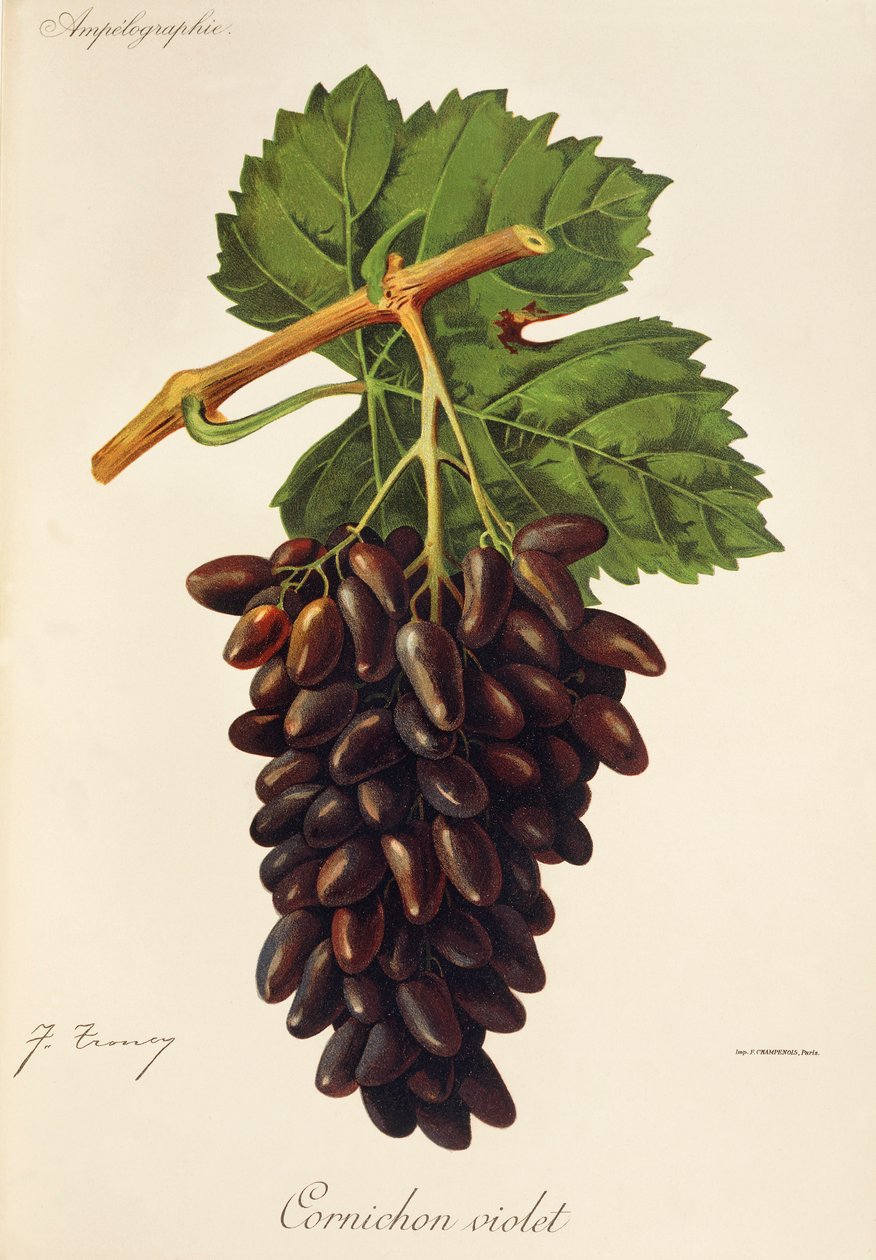 Cornichon Violet hroznů od J. Troncy od Jules Troncy