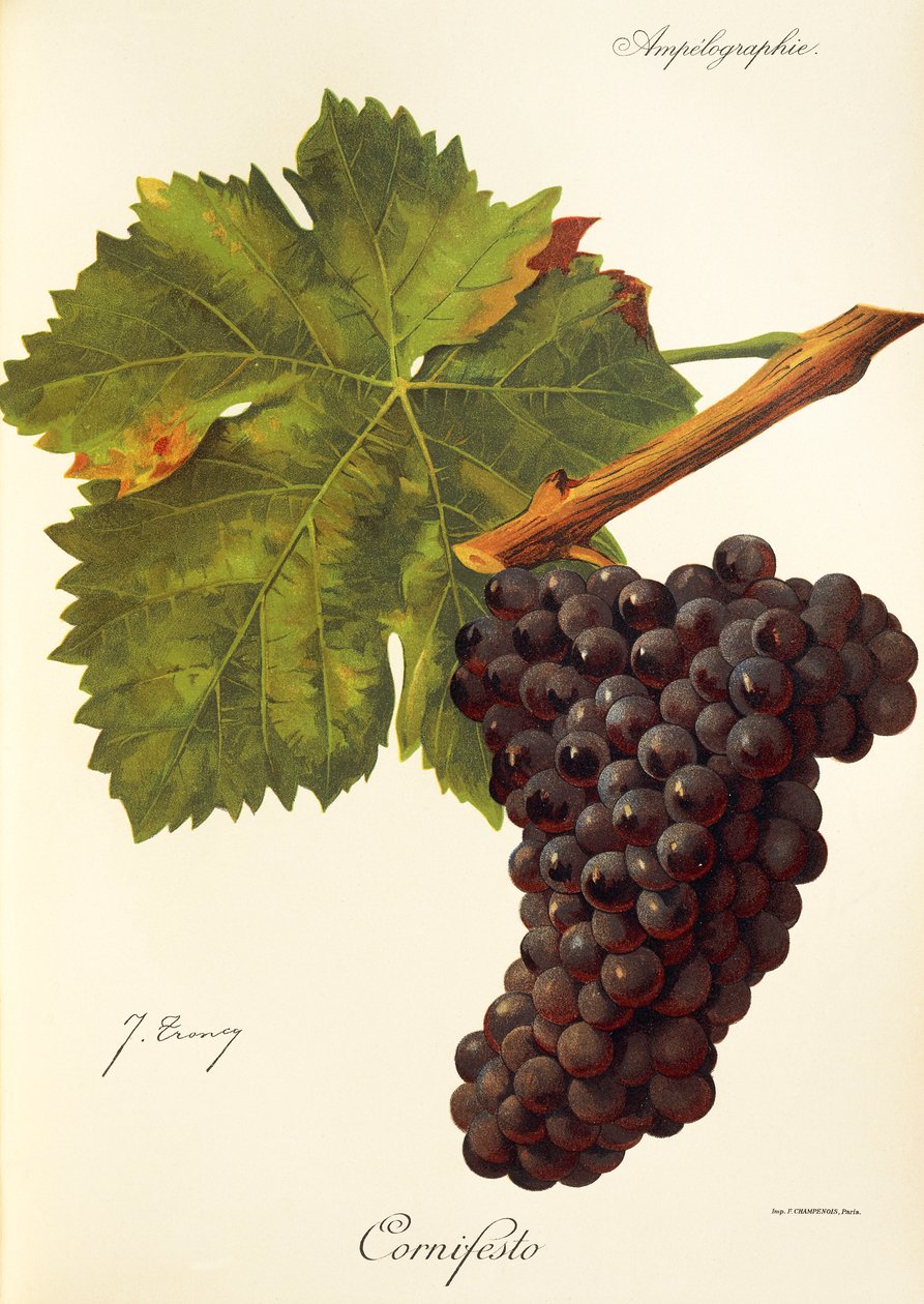 Hrozna Cornifesto od J. Troncyho od Jules Troncy