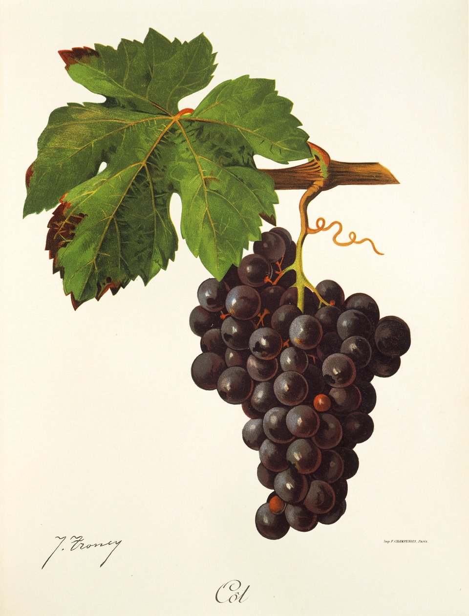 Cot grape od J. Troncy od Jules Troncy