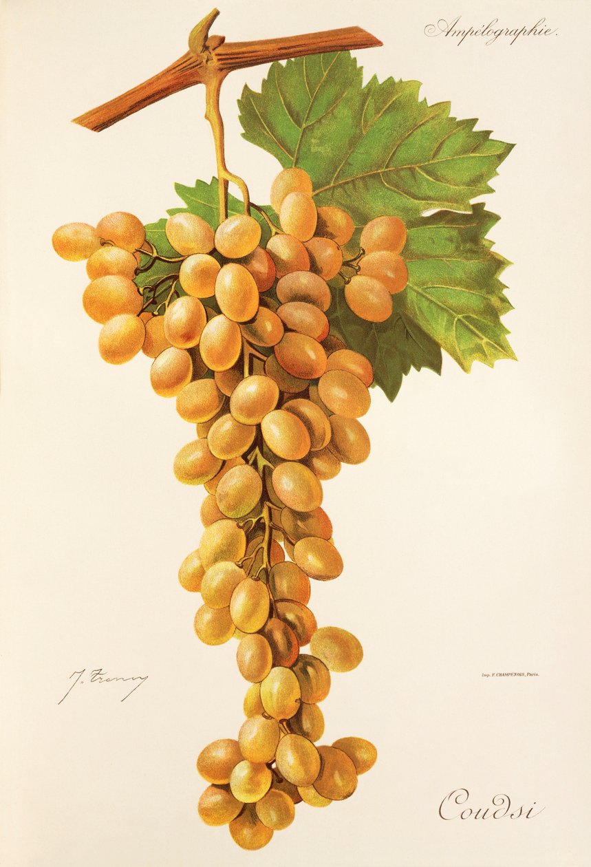 Hrozna Coudsi od J. Troncyho od Jules Troncy