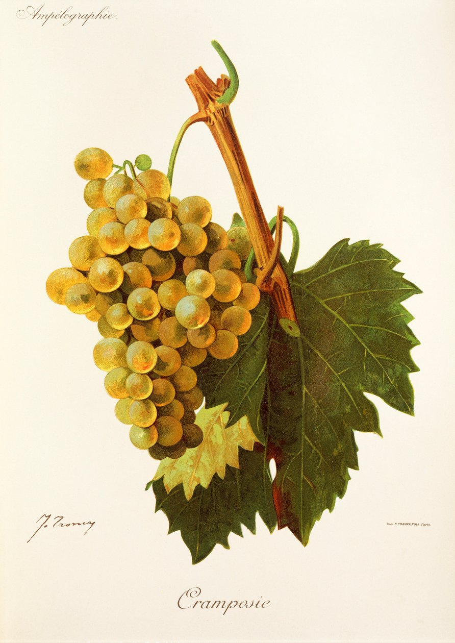 Cramposie hroznů od J. Troncyho od Jules Troncy