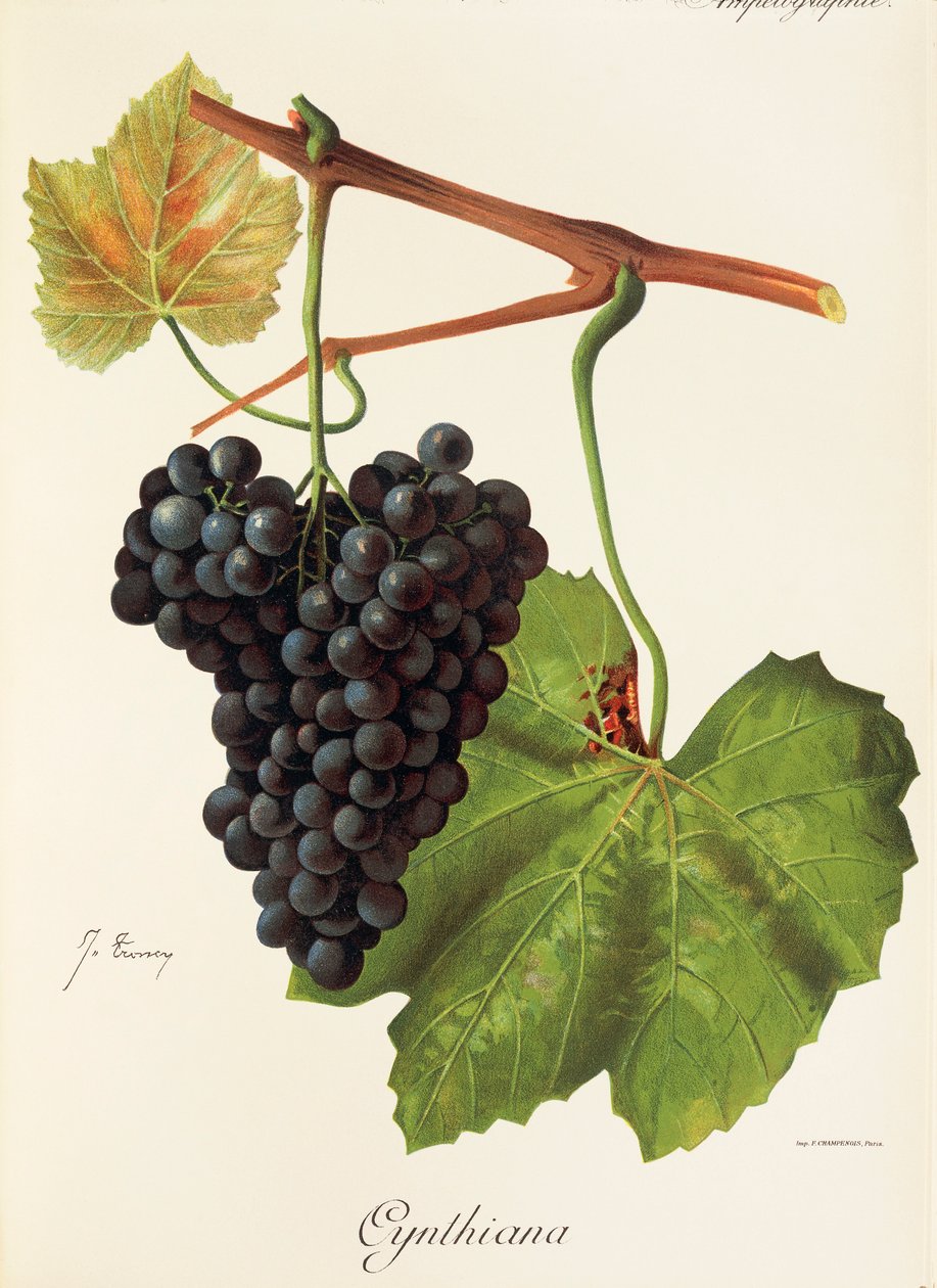 Hrozna Cynthiana od J. Troncyho od Jules Troncy