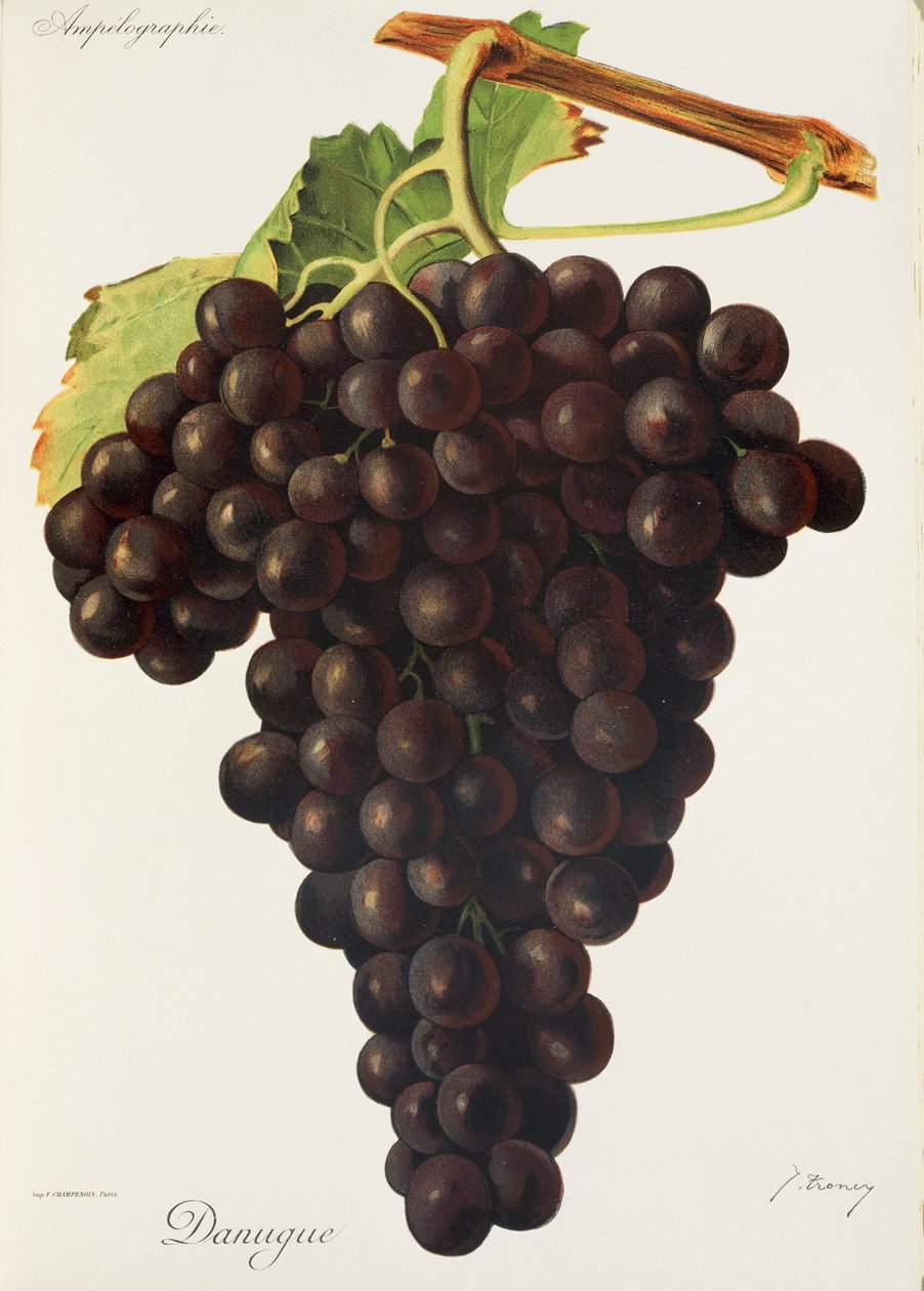 Hrozna Danugue od J. Troncyho od Jules Troncy