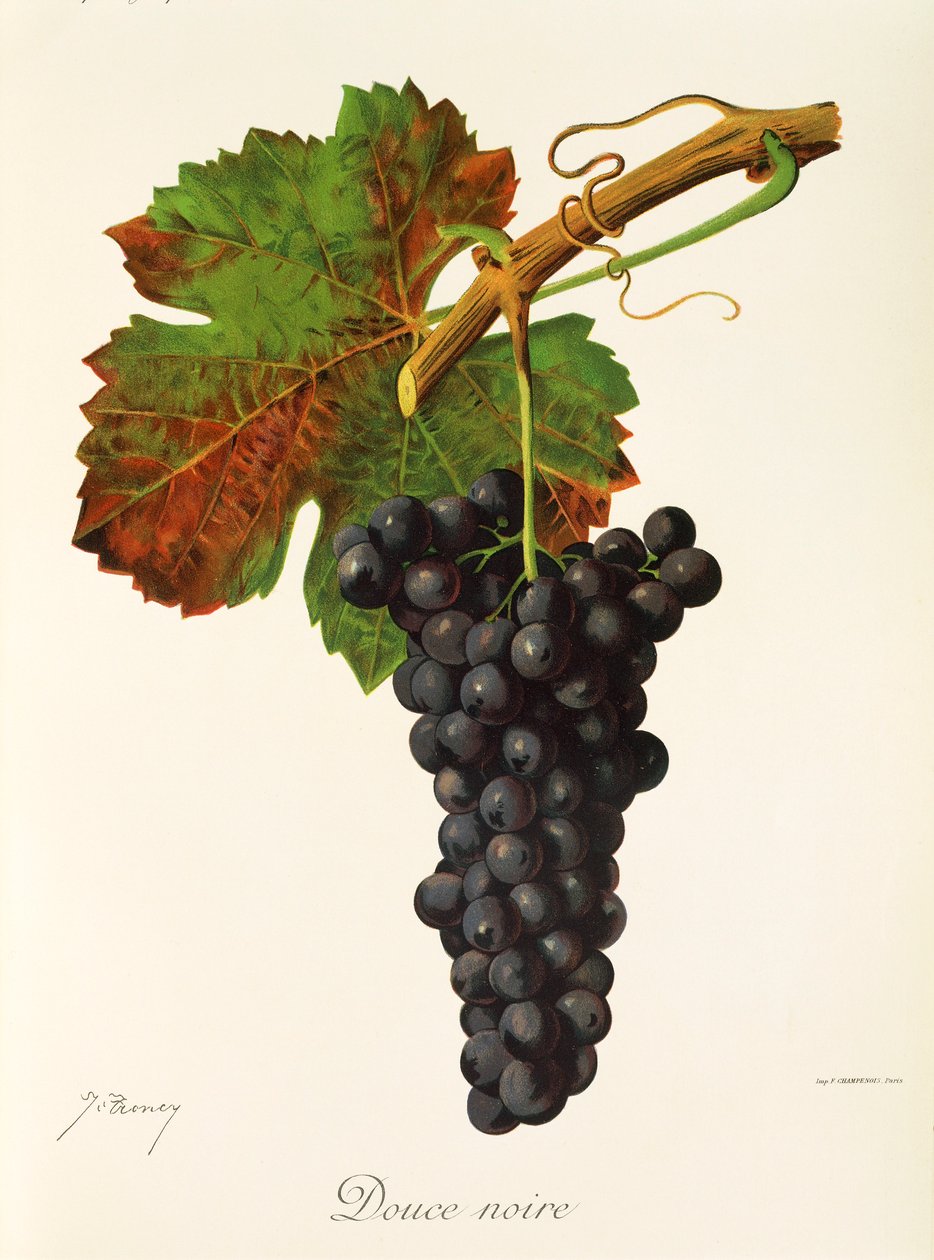 Hrozna Douce Noire od J. Troncyho od Jules Troncy