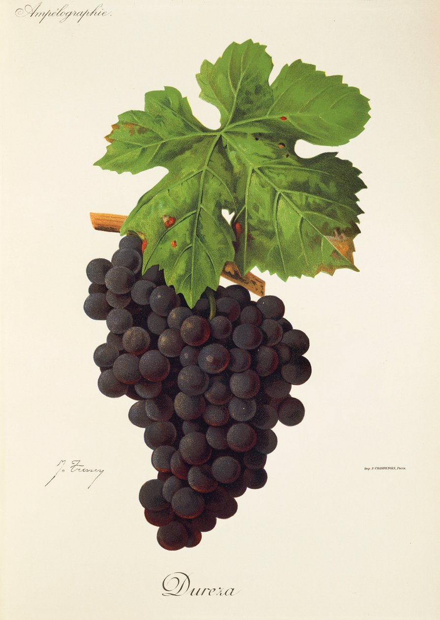 Hrozen Dureza od J. Troncyho od Jules Troncy