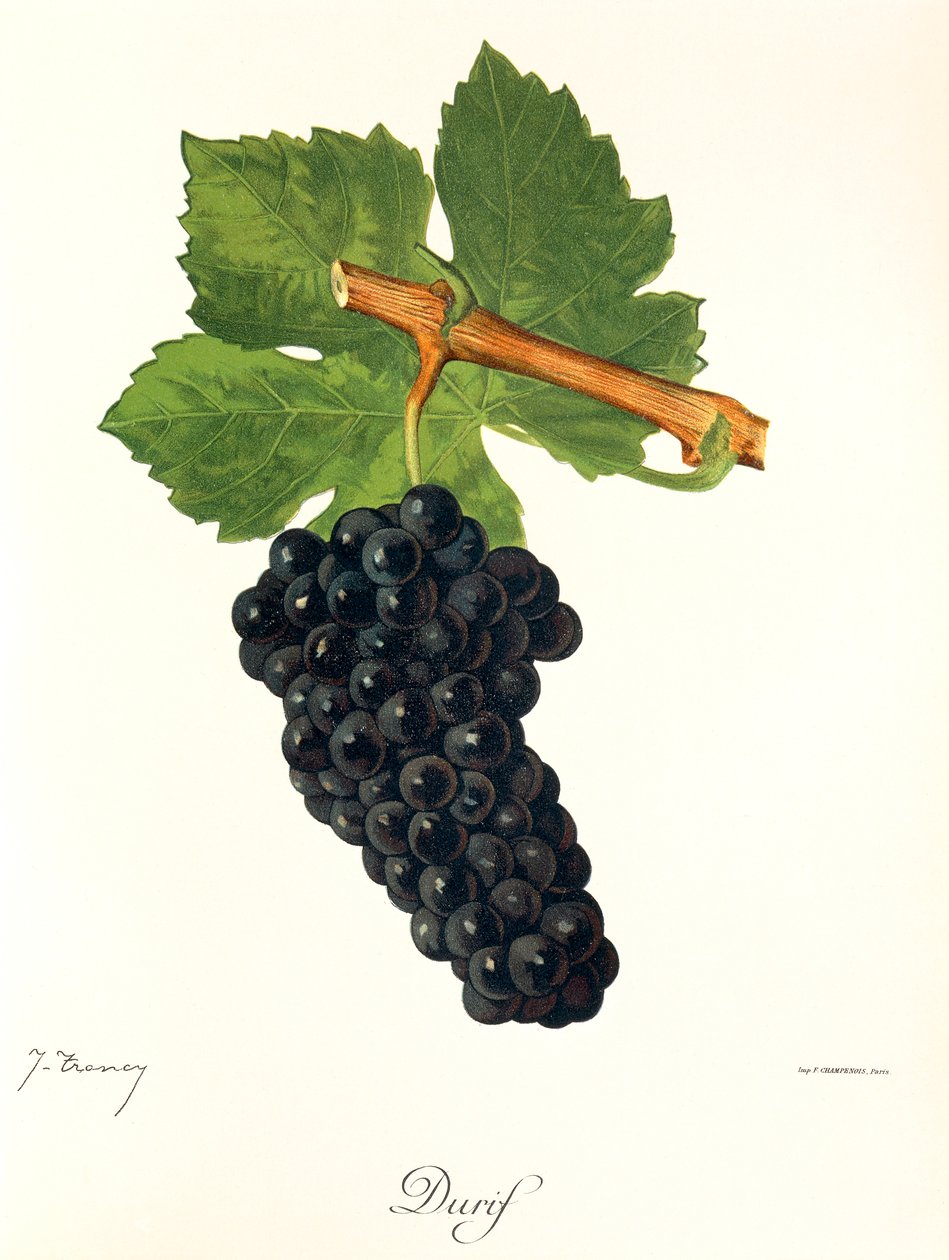 Hrozna Durif od J. Troncyho od Jules Troncy