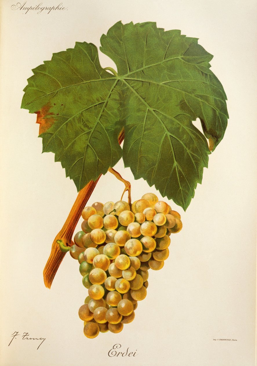 Lesní hrozen od J. Troncyho od Jules Troncy