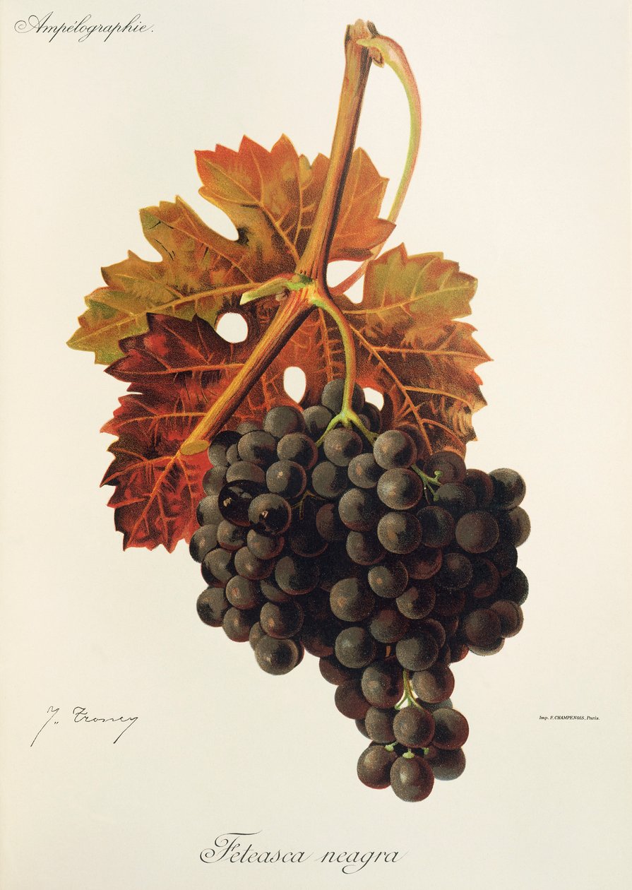 Hrozna Feteasca Neagra od J. Troncyho od Jules Troncy