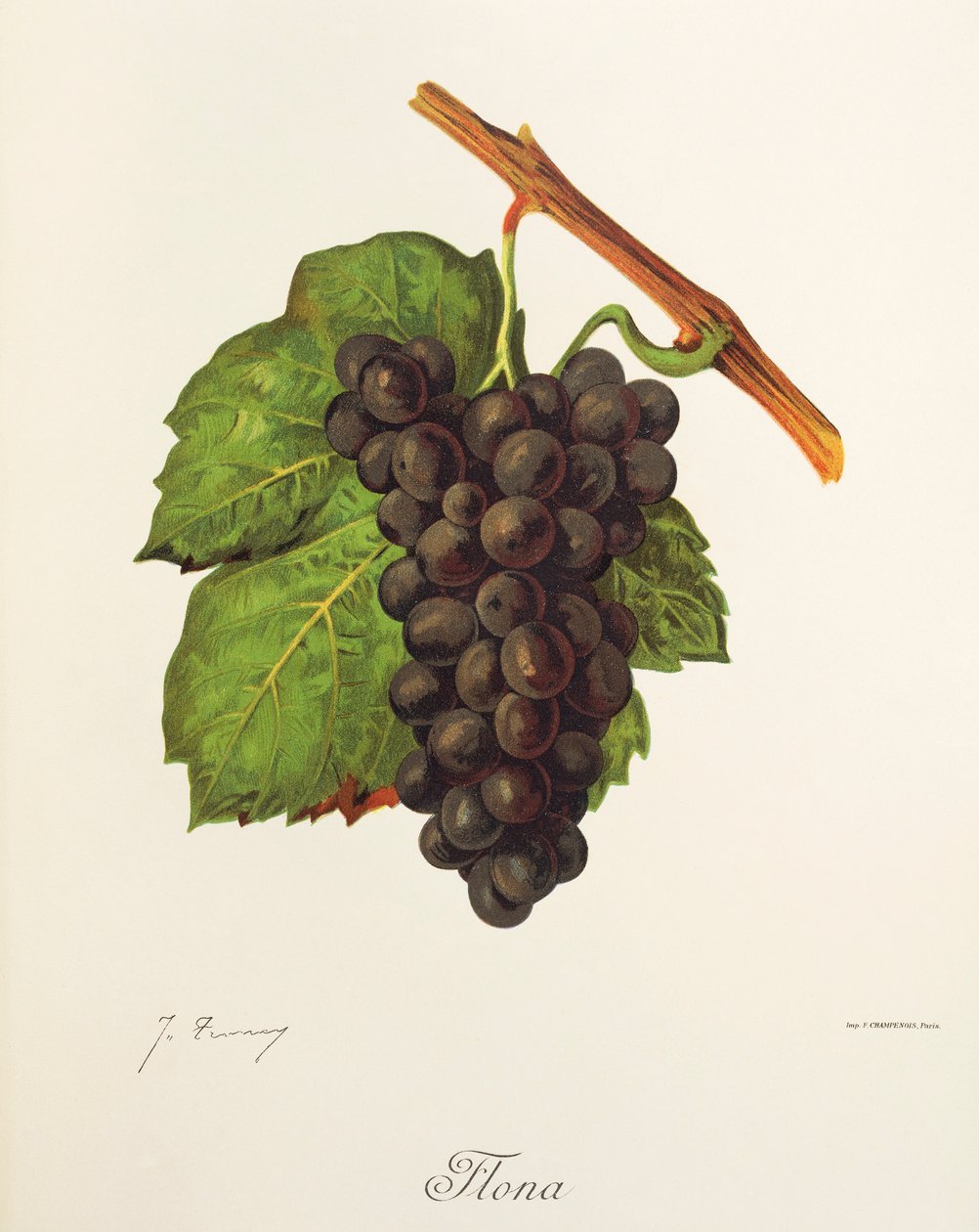 Hrozen Flona od J. Troncyho od Jules Troncy