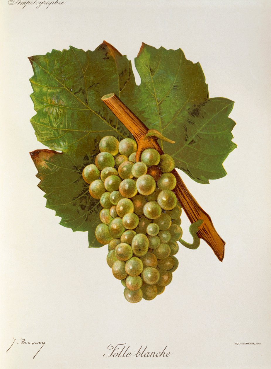 Hrozna Folle Blanche od J. Troncyho od Jules Troncy