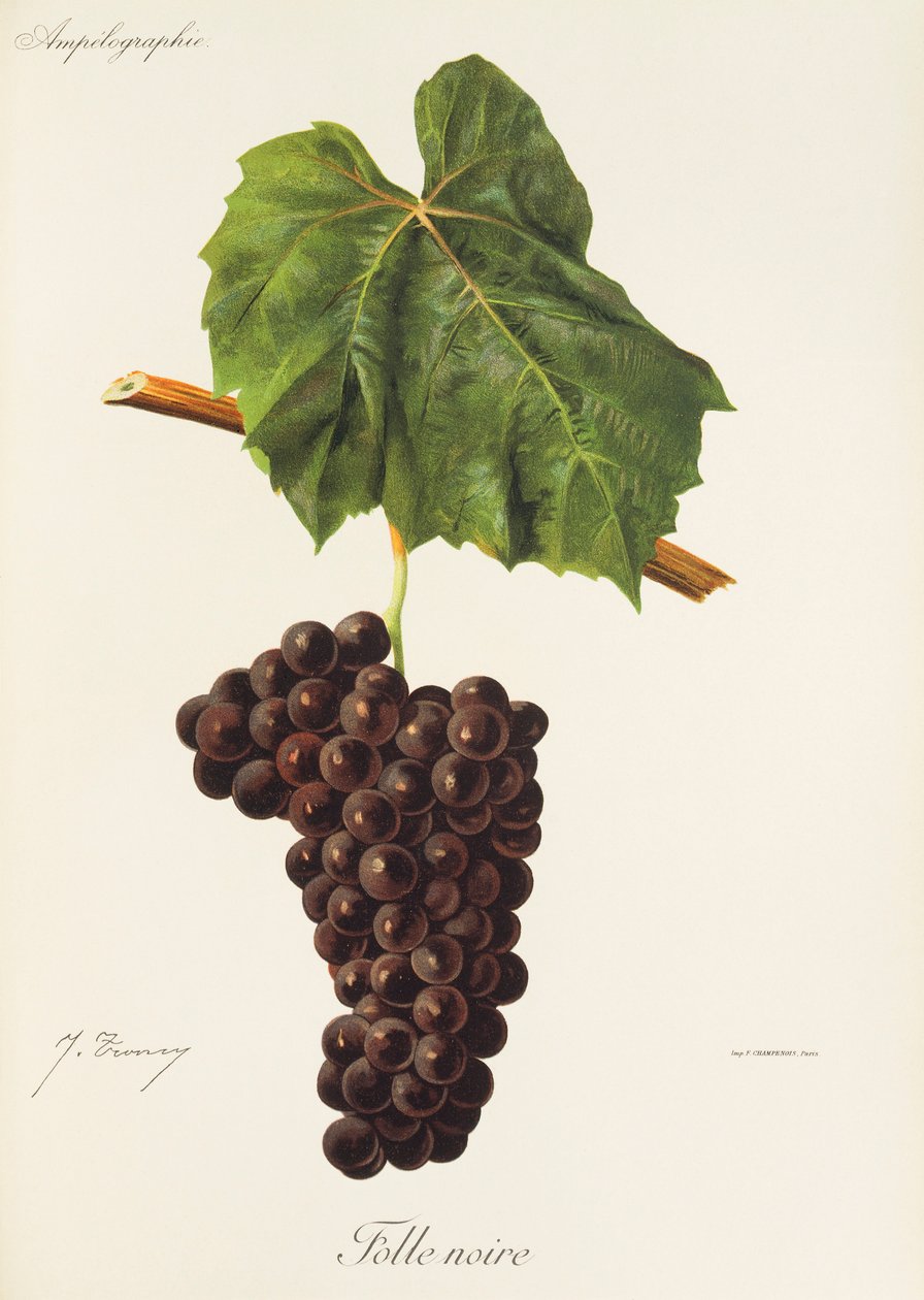 Hrozna Folle Noire od J. Troncyho od Jules Troncy