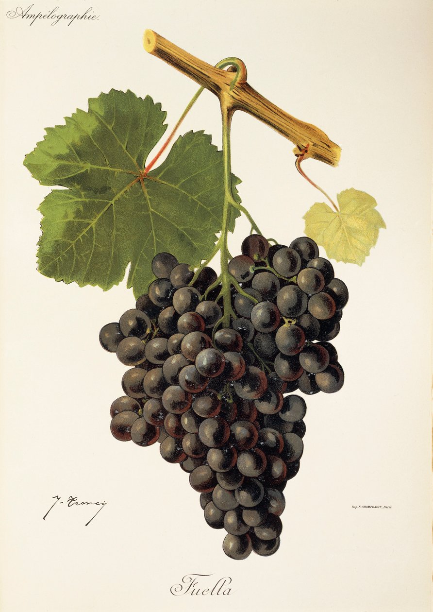 Hrozna Fuella od J. Troncyho od Jules Troncy