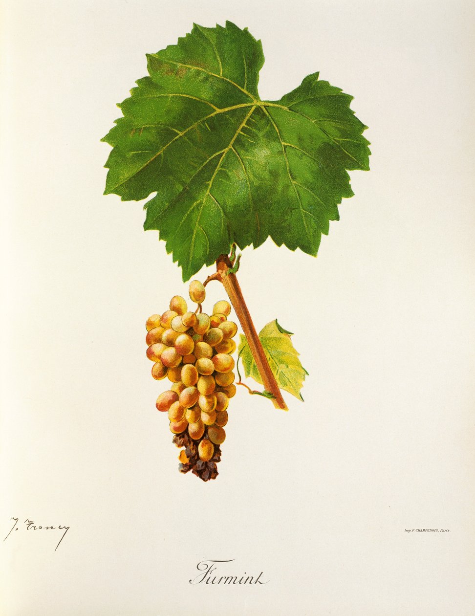 Hrozna Furmint od J. Troncyho od Jules Troncy
