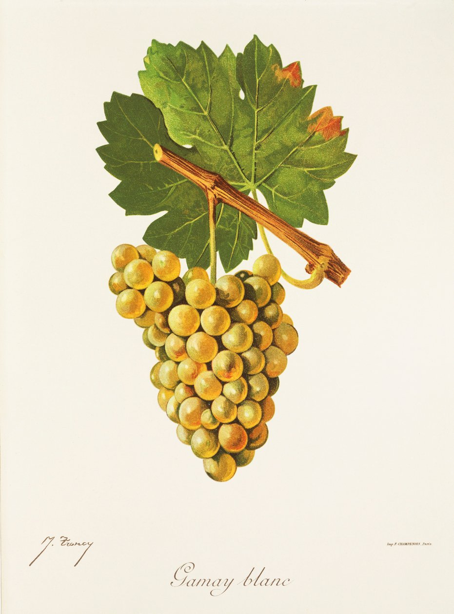 Hrozna Gamay Blanc od J. Troncyho od Jules Troncy