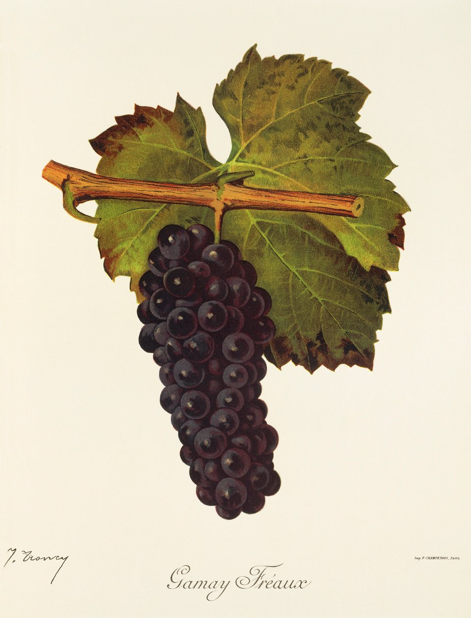 Gamay Freaux grape by J. Troncy   1414182   cs       czech Successfully Translated  Original: Honchô gishinden (title on object) Verhalen uit ons land over eer en loyaliteit Translat: Honchô gishinden (title on object) Verhalen uit ons land over eer en loy od Jules Troncy