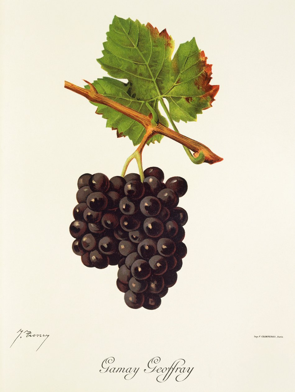 Hrozna Gamay Geoffray od J. Troncyho od Jules Troncy