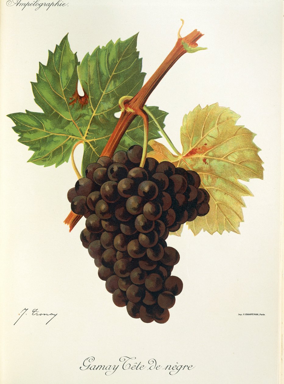 Hrozna Gamay Tete de Negre od J. Troncyho od Jules Troncy