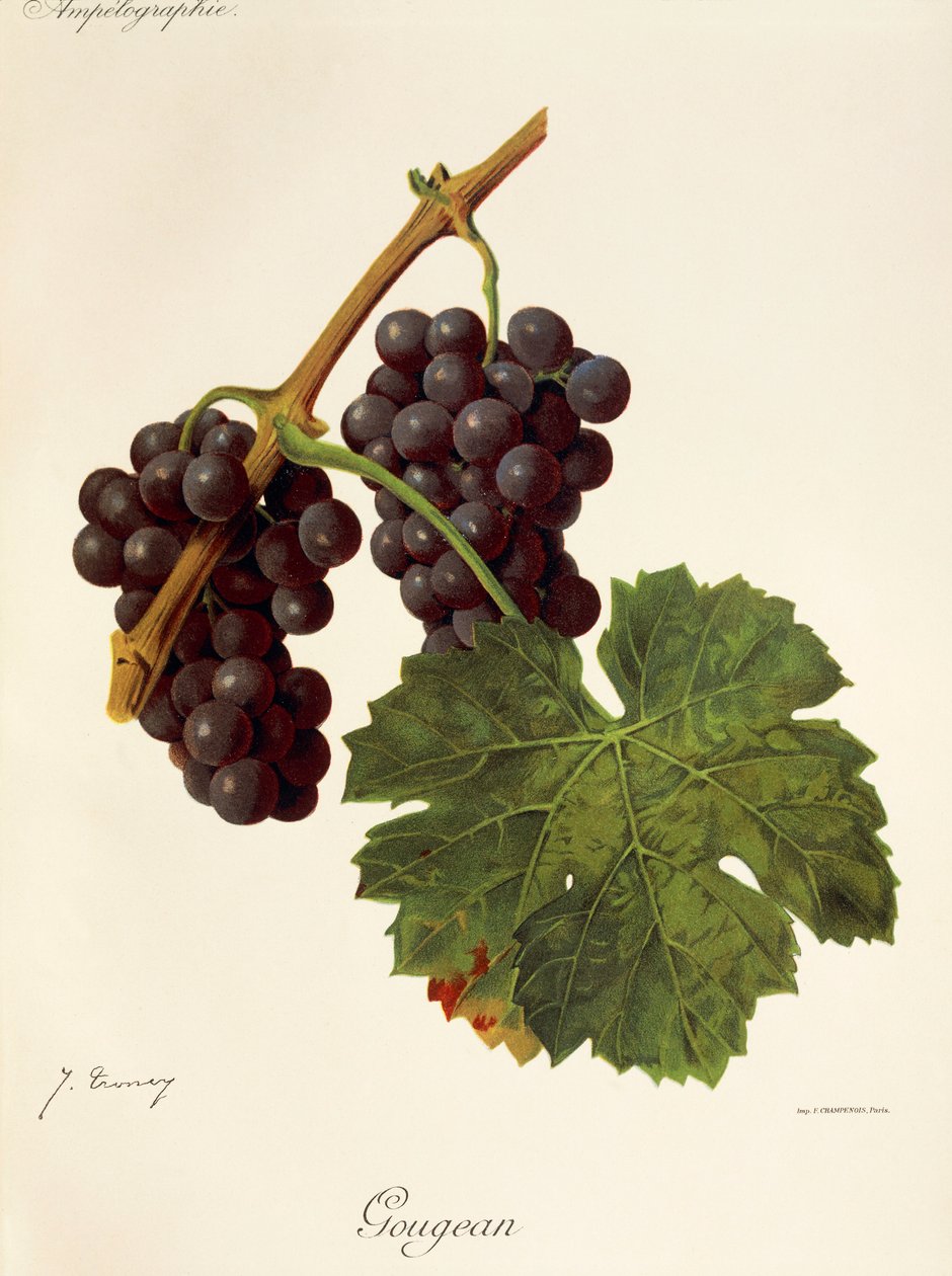 Gougean hroznů od J. Troncy od Jules Troncy