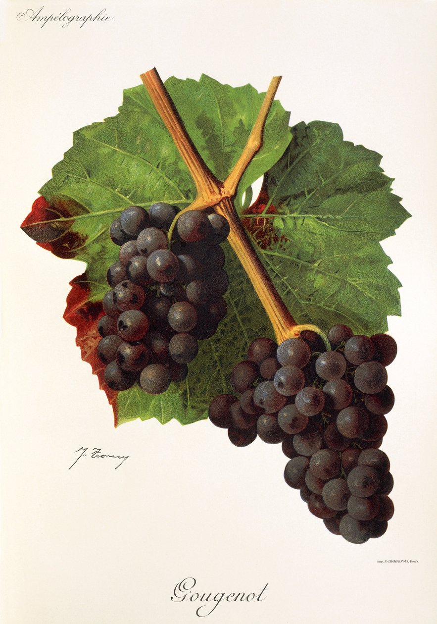 Hrozna Gougenot od J. Troncyho od Jules Troncy