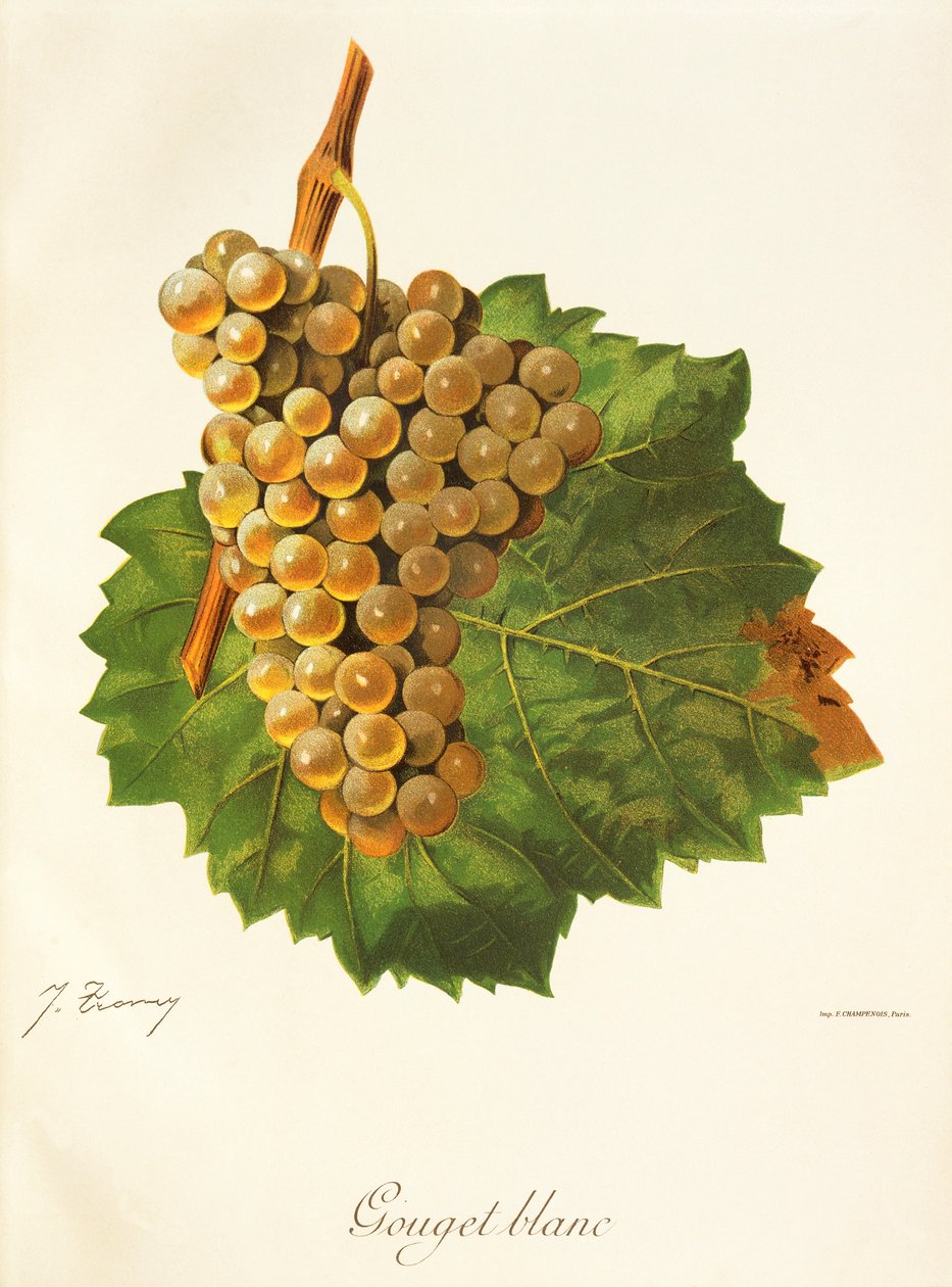 Hrozna Gouget Blanc od J. Troncyho od Jules Troncy