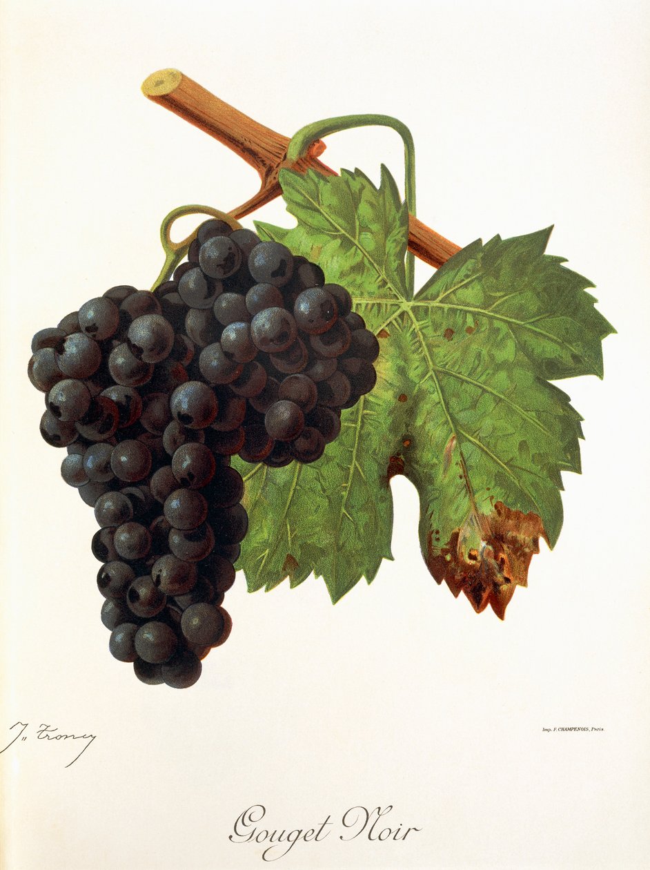 Hrozna Gouget Noir od J. Troncyho od Jules Troncy