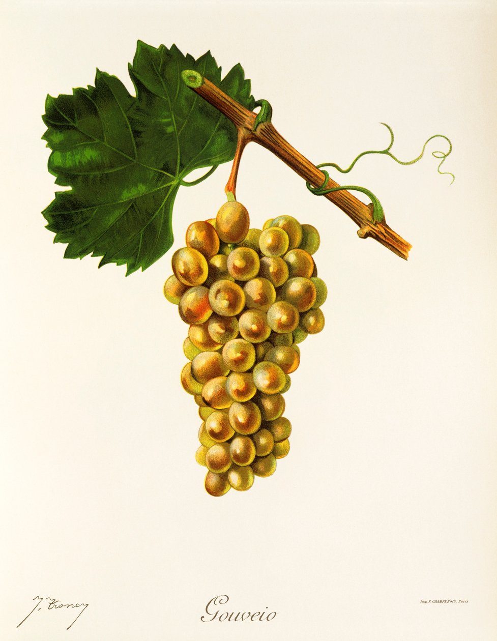 Hrozna Gouveio od J. Troncyho od Jules Troncy