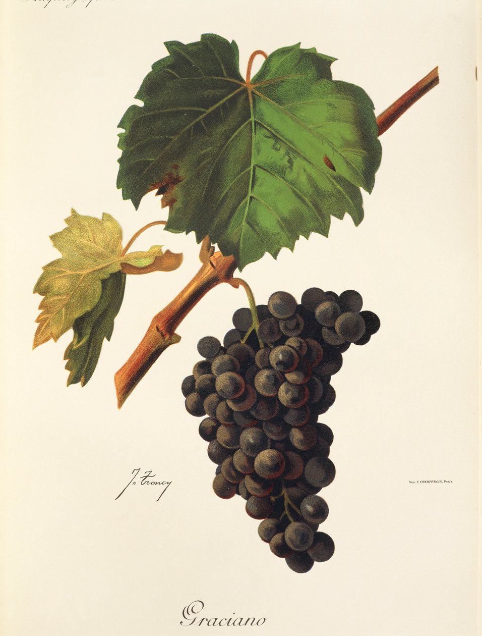 Graciano hroznů od J. Troncyho od Jules Troncy