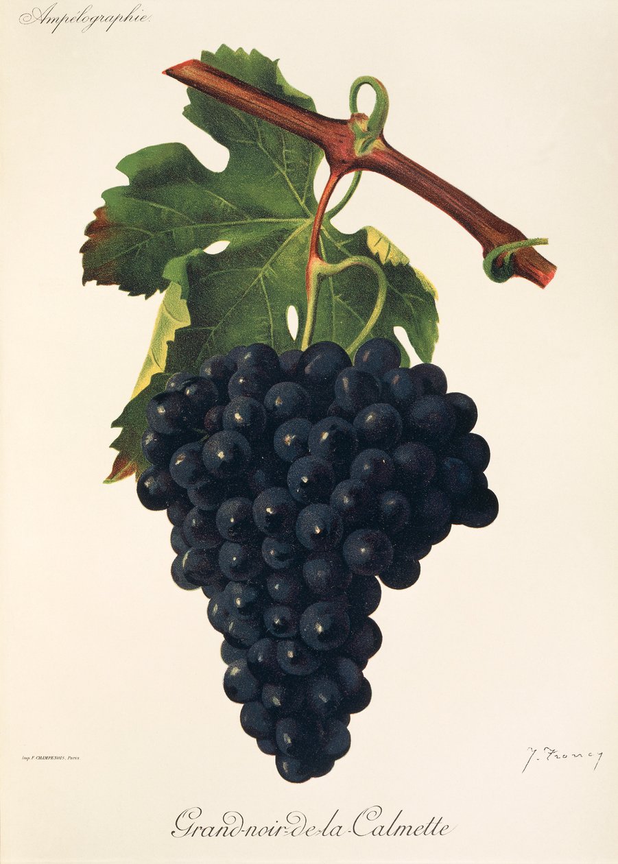 Hrozna Grand-Noir-de-la-Calmette od J. Troncyho od Jules Troncy