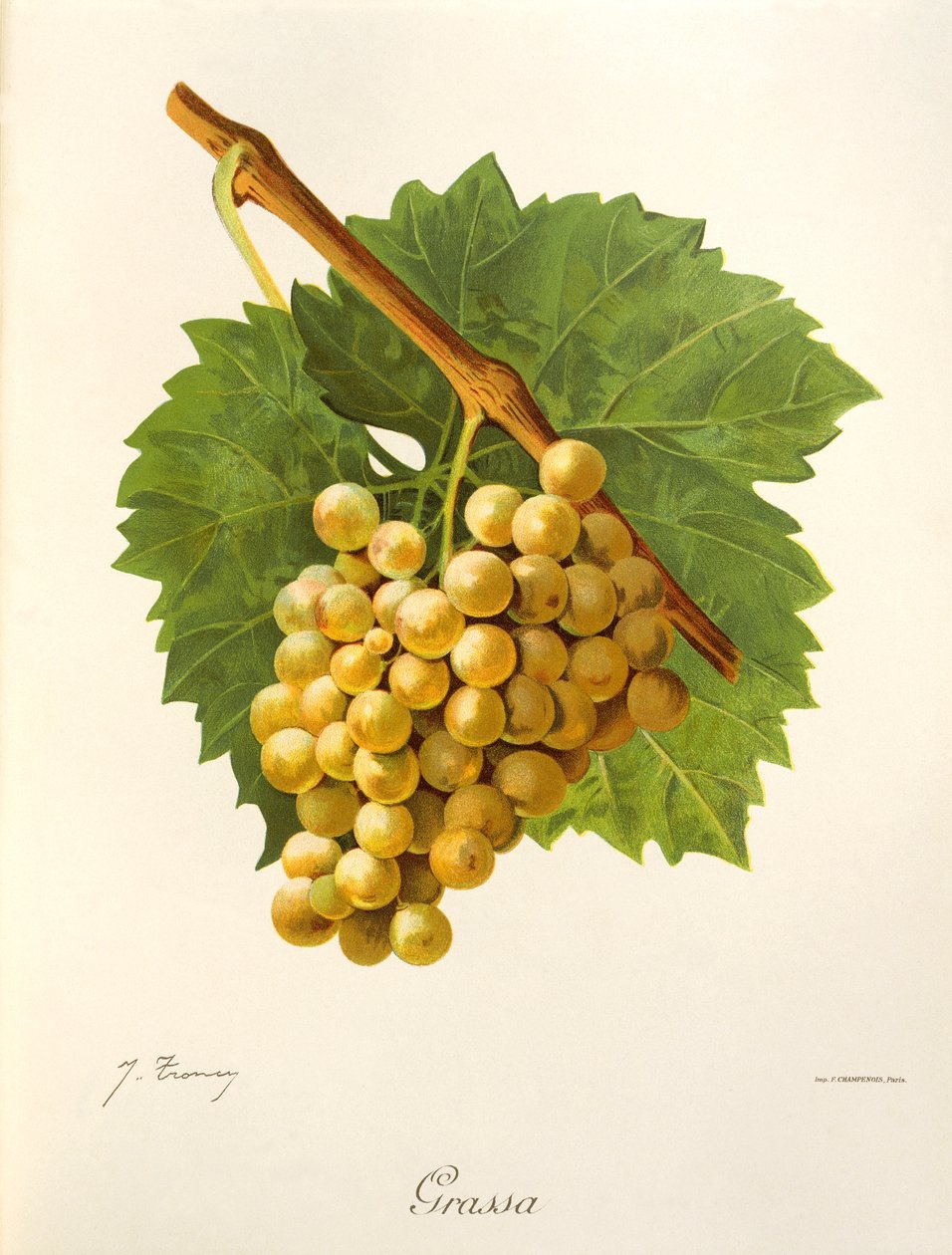 Mastný hrozn od J. Troncyho od Jules Troncy