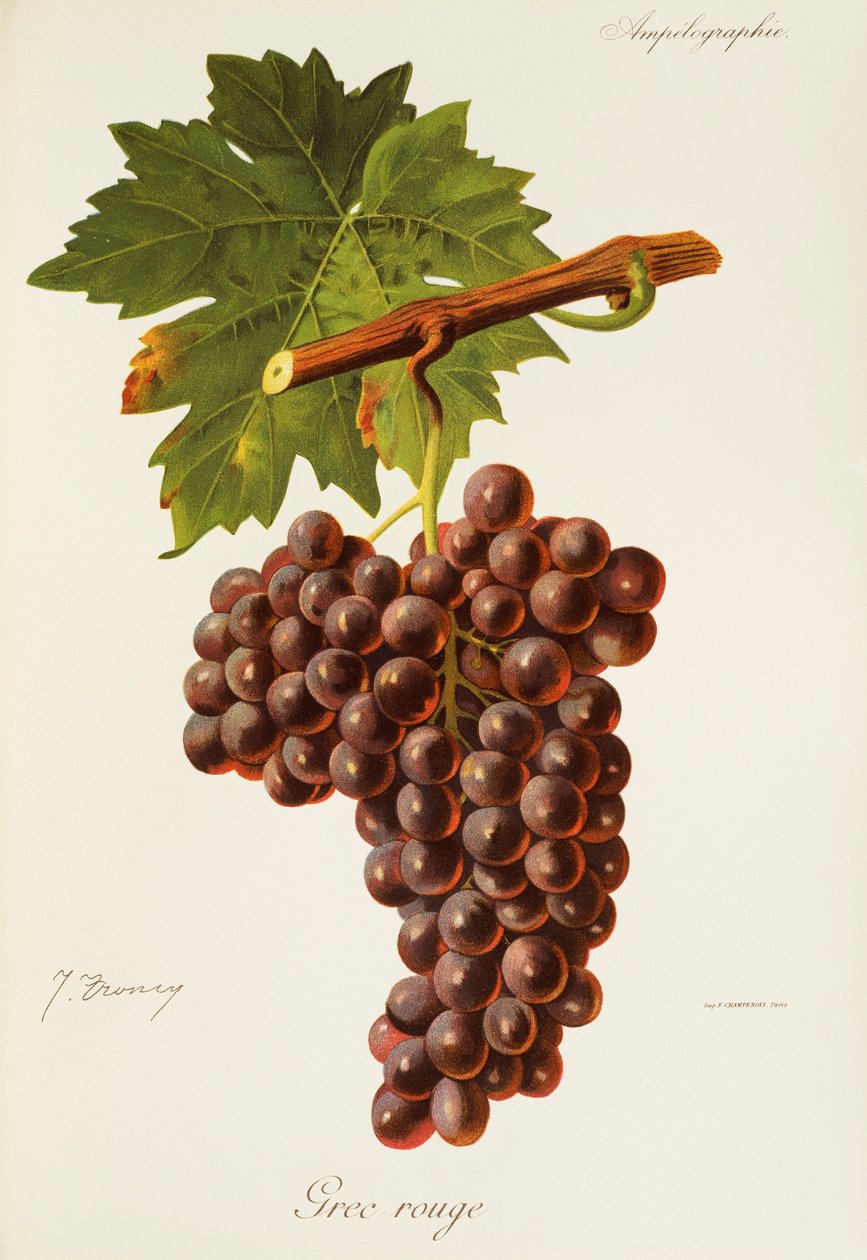 Hrozen Grec Rouge od J. Troncyho od Jules Troncy
