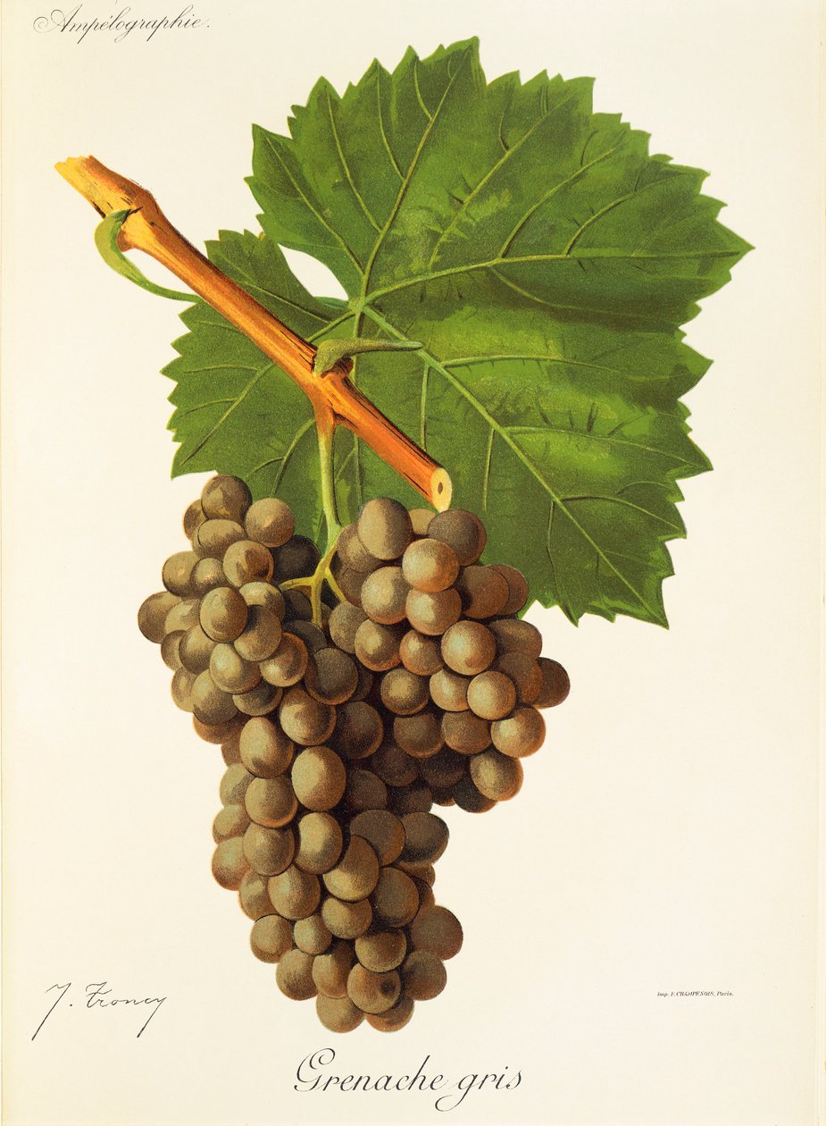 Hrozna Grenache Gris od J. Troncyho od Jules Troncy