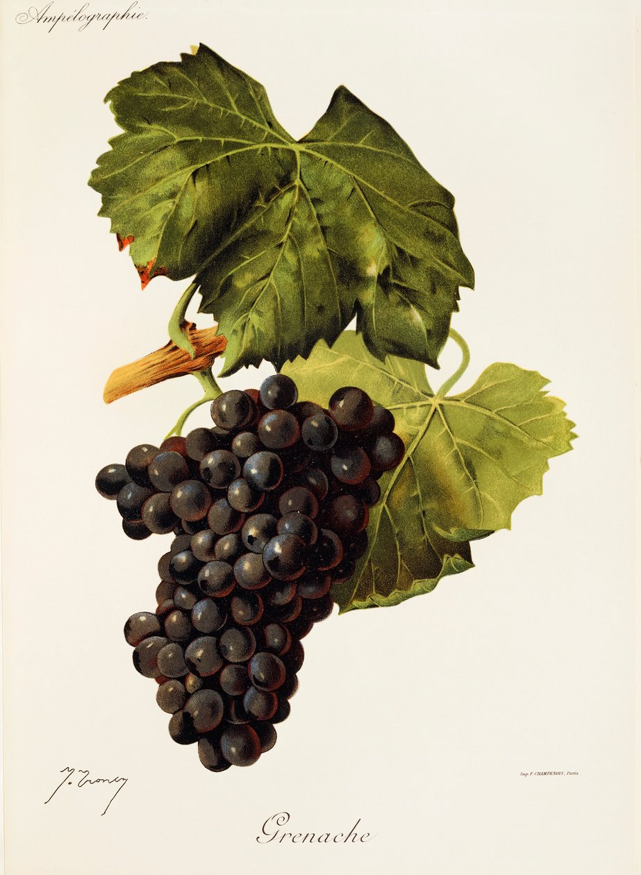 Hrozen Grenache od J. Troncyho od Jules Troncy