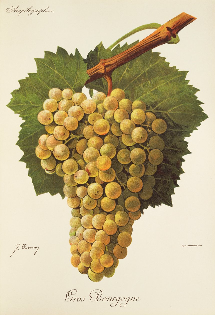 Hrozna Gros Bourgogne od J. Troncyho od Jules Troncy