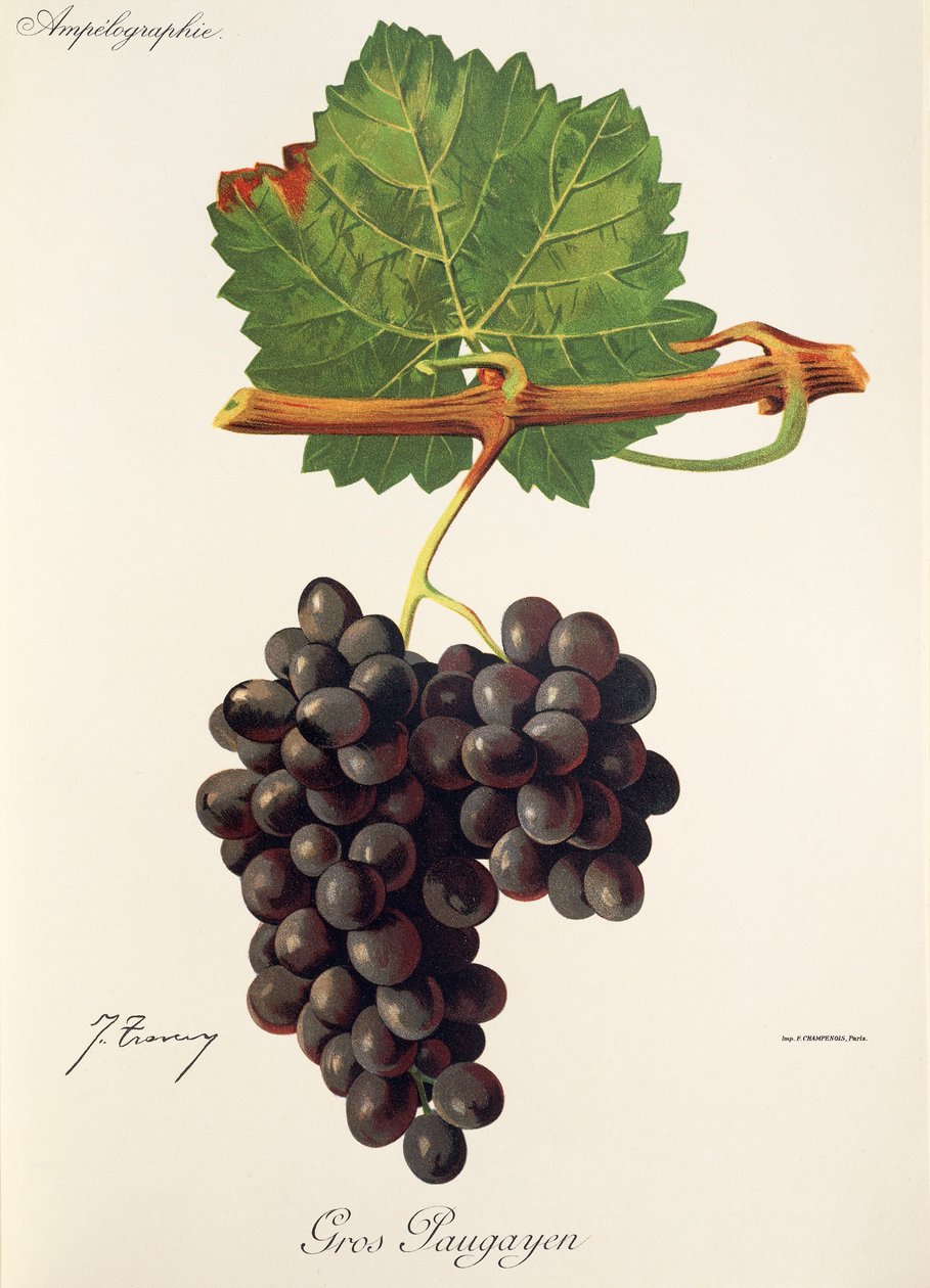 Hrozna Gros Paugayen od J. Troncyho od Jules Troncy