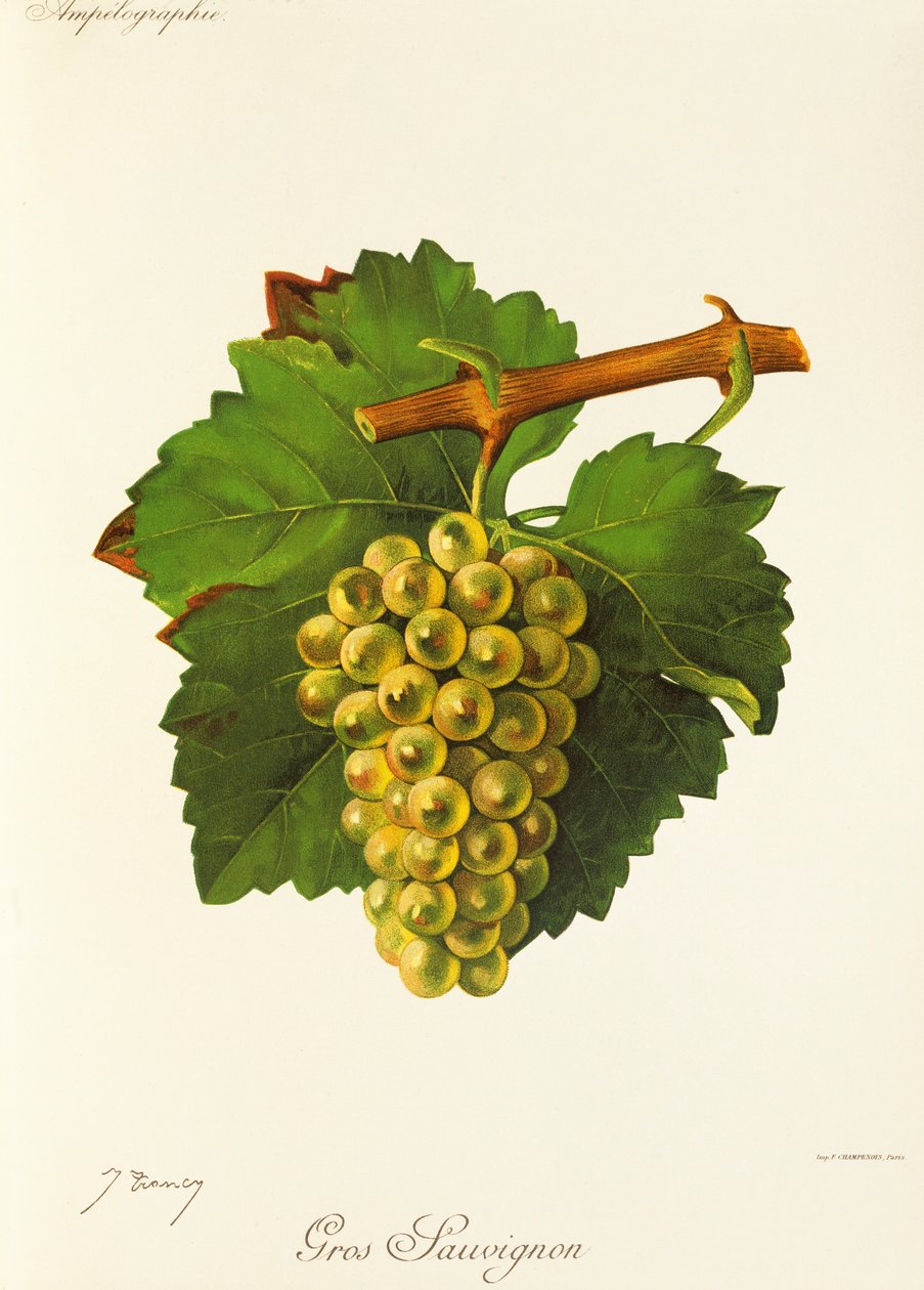 Hrozna Gros Sauvignon od J. Troncyho od Jules Troncy