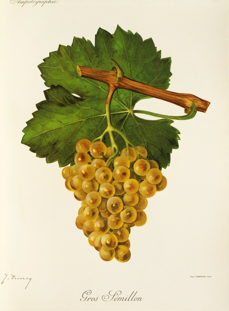 Hrozna Gros Semillon od J. Troncyho od Jules Troncy
