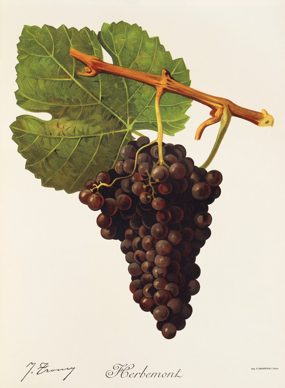Hrozna Herbemont od J. Troncyho od Jules Troncy